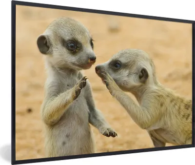 Produktbild von MuchoWow® MuchoWow® Gerahmtes Poster Erdmännchen - Braun - Tier 90x60 cm - Poster mit zchwarzem Bilderrahmen - Fotorahmen - Foto-Plakat