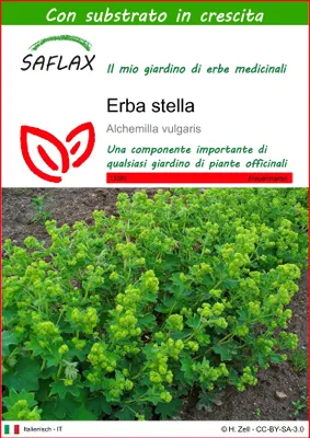 Immagine prodotto di SAFLAX - Erba stella - 100 semi - Con substrato - Alchemilla