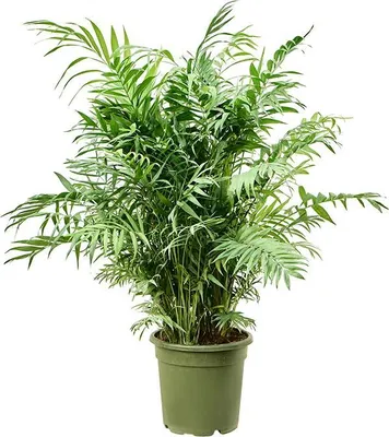 Obrázok produktu pre Nieuwkoop Europe BV Chamaedorea elegans, priemer 27 cm