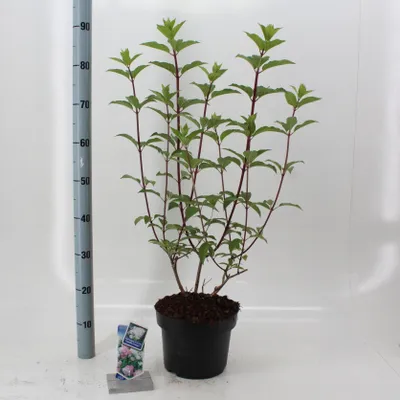 Obrázok produktu pre Hydrangea pan. Vanille-Fraise® ('Renhy'PBR) – hortenzie | 60–70 cm v črepníku