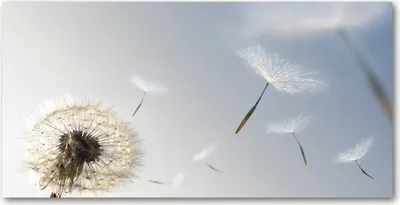 Produktbild von Tulup® Leinwandbild - 140x70 cm - Wandkunst - Drucke auf Leinwand - Leinwanddruck  - Blumen & Pflanzen - Blau - Pusteblume