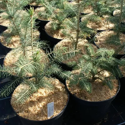Produktbild von Picea crassifolia - Quinghai Fichte - Qinghai Fichte 20-30
