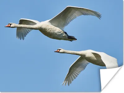 Produktbild von MuchoWow® Poster Schwan - Vogel - Himmel - Blau 120x90 cm - Wandbild
