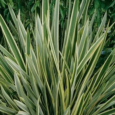 Produktbild von Neuseelandflachs  - Phormium tenax 'Variegatum'  | 60-80 cm in Container