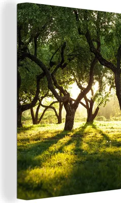 Produktbild von MuchoWow® - Leinwandbilder - Bäume - Natur - Sonne, Wandbild, Wanddeko Bilder Wohnzimmer, 80x120 cm