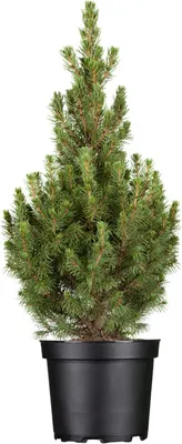 Produktbild von Picea glauca 'Conica', Zuckerhutfichte, kompakt, 30–40 cm