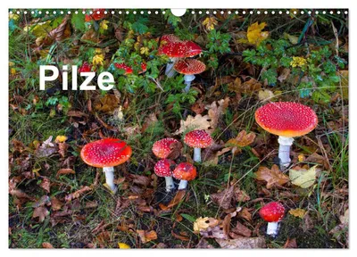 Produktbild von Pilze (Wandkalender 2027 DIN A3 quer), CALVENDO Monatskalender