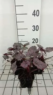 Immagine prodotto di 6 x Heuchera hybr. 'Plum Royale' - campanula viola - vaso 9 x 9 cm