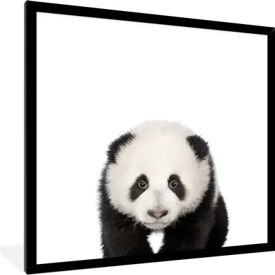 Produktbild von MuchoWow® Gerahmtes Poster Tiere - Kinder - Panda - Mädchen - Jungen 40x40 cm - Poster mit Schwarzem Bilderrahmen Wandposter Rahmen Foto Bilder - Mit Rahmen - Wanddekoration Schlafzimmer