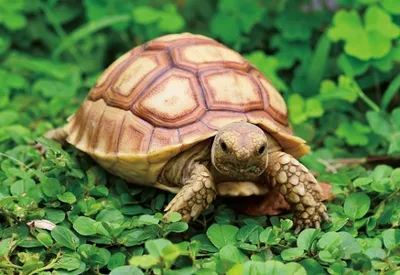 Produktbild von 3 D Ansichtskarte Landschildkröte, Postkarte Wackelkarte Hologrammkarte Tiere Tier Schildkröte