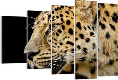 Produktbild von Bild auf Leinwand - Leinwandbild - Tiere Leopard wilde Katze wilde Tiere - 150x100cm - Wand Bild - Wanddeko - Leinwanddruck - Bilder - Kunstdruck - Leinwand bilder - Wandkunst - EG150x100-0433