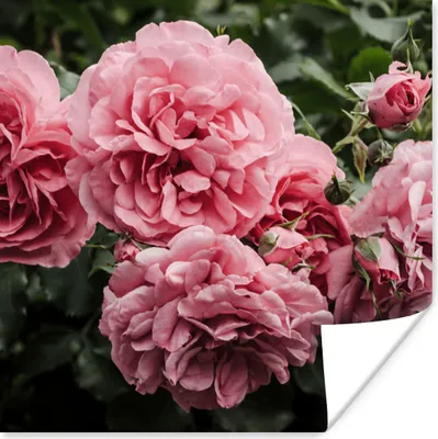 Produktbild von MuchoWow® Poster Rosa - Blumen - Rosen 100x100 cm - Babyzimmer