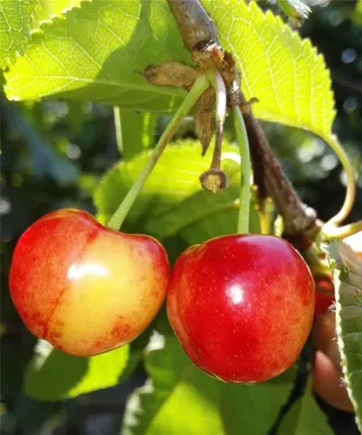 Produktbild von Süßkirsche 'Querfurter Königskirsche'