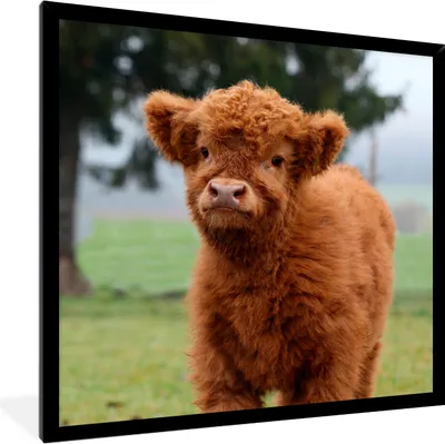 Produktbild von MuchoWow® Gerahmtes Poster Scottish Highlander - Kalb - Gras 40x40 cm - Poster mit Schwarzem Bilderrahmen Wandposter Rahmen Foto Bilder - Mit Rahmen - Wanddekoration Schlafzimmer
