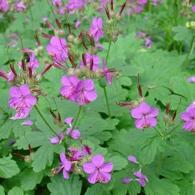 Immagine prodotto di 6 x Cranesbill - Geranium macrorrhizum | vaso 9cm x 9cm