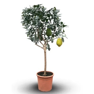 Image de Cedratier - citrus medica - agrume méditerranéen - arbre fruitier - ↕ 170-190 cm - ⌀ 35 cm, Image générée par une IA