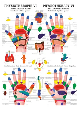Produktbild von Reflexzonen Hand Mini-Poster Anatomie 34x24 cm medizinische Lehrmittel