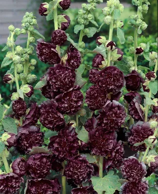 Zdjęcie produktu dla Alcea rosea 'Pleniflora Chaters', malwa, fioletowa, doniczka ok. 9x9 cm