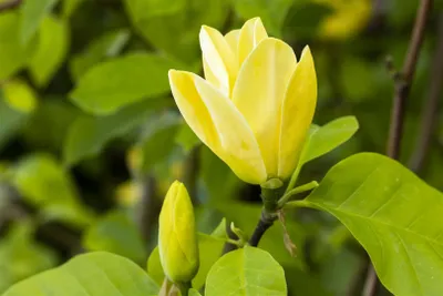 Produktbild von Magnolia 'Sunsation', Magnolie, gelb-violett, 60–80 cm
