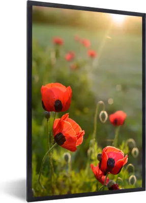 Produktbild von MuchoWow® Gerahmtes Poster Mohnblumen bei Sonnenuntergang 20x30 cm - Poster mit Schwarzem Bilderrahmen Wandposter Rahmen Foto Bilder - Drucken - Bilder Poster im Rahmen
