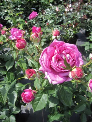 Produktbild von Edelrose Carmen Würth ® - Rosa Carmen Würth ® - Kordes Rose - ADR Rose - Parfuma Rose