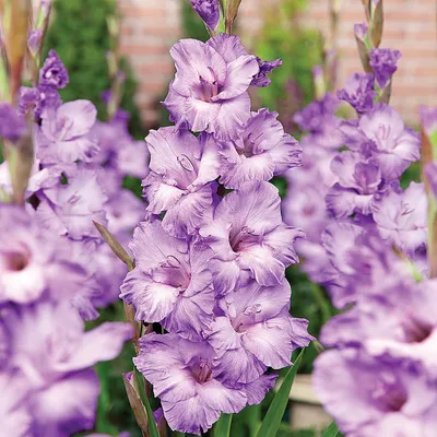 Obrázek produktu pro Gladiolus Mieczyk Wielkokwiatowy Milka 5 ks Gladioly cibulky gladiolů