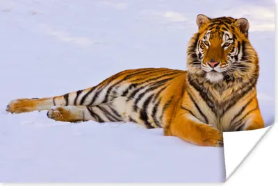 Produktbild von MuchoWow® Poster Tiger - Schnee - Winter - Tiere 180x120 cm - Fotoplakat