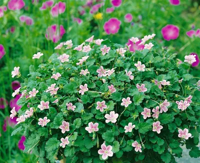 Produktbild von Erodium x variabile 'Roseum', Storchschnabel, rosa, ca. 9x9 cm Topf
