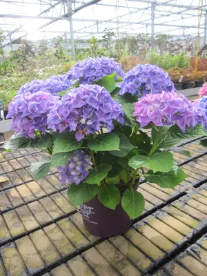 Produktbild von Hydrangea macrophylla Forever & Ever ® - Bauernhortensie Forever and Ever ® - 40-60cm