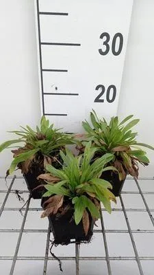 Immagine prodotto di 6 x Erigeron hybr. 'Professor Korodi' - Raggio fine - Vaso 9 x 9 cm