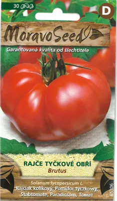 Image de Tomate géante en bâton BRUTUS 65306