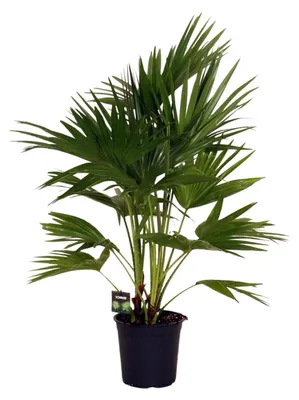 Immagine prodotto di Livistona Chinensis - 90-100cm - Ø24cm - Pianta d'appartamento - Sempreverde
