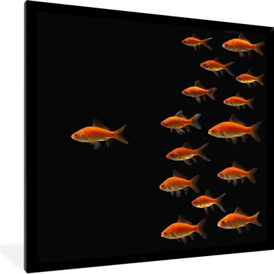 Produktbild von MuchoWow® Gerahmtes Poster Goldfisch - Tiere - Schwarz 40x40 cm - Poster mit Schwarzem Bilderrahmen Wandposter Rahmen Foto Bilder - Mit Rahmen - Wanddekoration Schlafzimmer