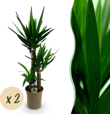 Image de BoutiQ vert - Plante d'intérieur - Yucca elephantipes - Yucca - Peu d'entretien - Vert - 2 - Pot 21cm - Hauteur 100cm