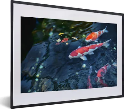 Produktbild von MuchoWow® MuchoWow® Gerahmtes Poster Vier Koi-Karpfen in einem Teich 40x30 cm - Poster mit zchwarzem Bilderrahmen - Bilderrahmen - Poster im Rahmen