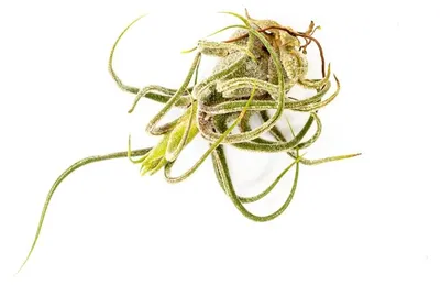 Obrázek produktu pro Gardners Tillandsia Pruinosa