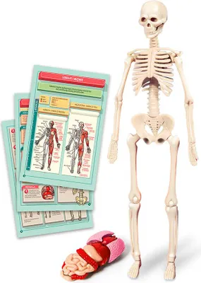 Obrázok produktu pre Clementoni TOY EDUCATIONAL THE HUMAN BODY 50824