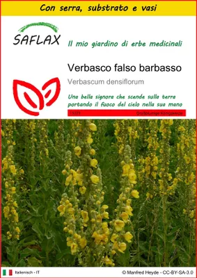 Immagine prodotto di SAFLAX Insieme di coltivazione - Verbasco falso barbasso - 500 semi - Verbascum