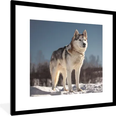 Produktbild von MuchoWow® Gerahmtes Poster Husky im Schnee 40x40 cm - Poster mit Schwarzem Bilderrahmen Wandposter Rahmen Foto Bilder - Poster - Plakat im Rahmen