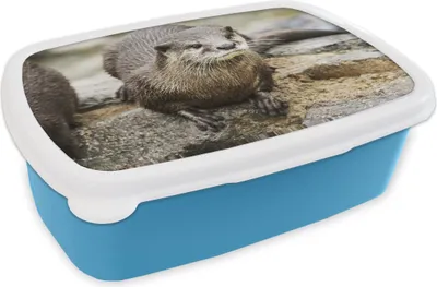 Obrázok produktu pre KitchenYeah® Lunchbox Obedový box 17x11 cm Vydra - Kameň - Voda Detský obedový box - Obed - Plastový - Box na chlieb - Box na sendviče - Obedový box pre deti