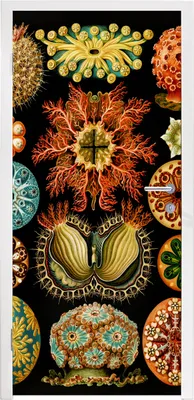 Obrázek produktu pro MuchoWow® Plakát na dveře - Vintage - Ernst Haeckel - Mořský tvor - Příroda - Moře - Umění - 205x75 cm - Samolepicí fólie na dveře