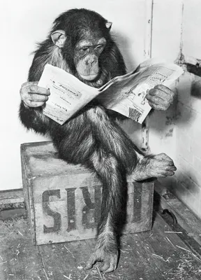 Immagine prodotto di Schimpanse liest Zeitung Scimpanzé che legge il giornale 61 x 91,5 cm
