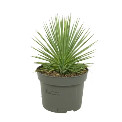 Obrázok produktu pre Agave striata var. nana - Agave striata - 12cm kvetinác