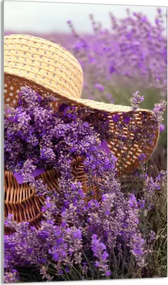 Immagine prodotto di Piastra copriforno 30x52 Coperchio per piano cottura in Vetroceramica Paraspruzzi Piastra in vetro Tagliere decorativo, viola lavanda