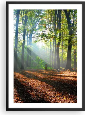 Produktbild von Gerahmtes Poster - Schwarzer Rahmen - Wald Blätter Sonne - 50x70 cm - Wand Bild - Wanddeko - Wandbilder - Kunstposter - Wandposter - Bilderrahmen - Bilder - Kunstdruck - Wandbild - P2BPA50x70-0136