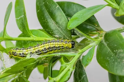 Immagine prodotto di Nematodi Ferrarium contro la tignola del buxus per 10m2