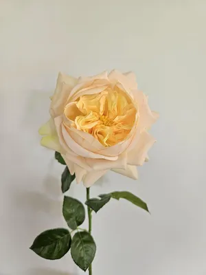 Produktbild von artplants.de Kunstrose GINAKAL, Aprikose, 65cm - Künstliche Rosenblüte