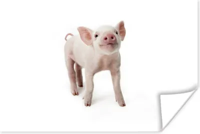 Produktbild von MuchoWow® Poster Schwein - Tiere - Weiß 90x60 cm - Schlafzimmer