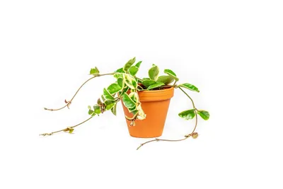 Obrázok produktu pre Gardners Hoya carnosa krimson queen, priemer 12 cm