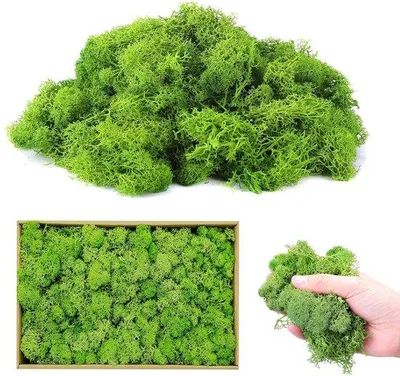 Produktbild von Naturmoos Dekoration, 200g, grün, knutseln, Weihnachten